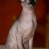 Photo de Deborah, Sphynx