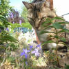 Photo de Chipi