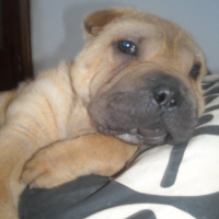 Photo de profil de Donuts