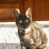 Photo de Cachou