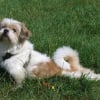 Photo de Rusty