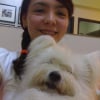 Photo de Chin-chin, Chow Chow
