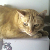Photo de Venus