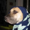 Photo de Symba