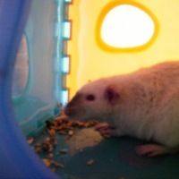 Photo de profil de Morpheus