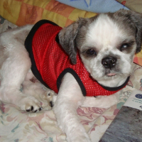 Photo de profil de Puffy