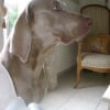 Photo de Syrius