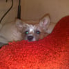 Photo de Bailey, Fox Terrier