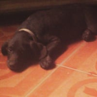 Photo de profil de Scooby