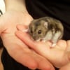 Photo de Choupette