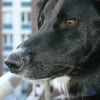 Photo de Duke