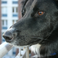 Photo de profil de Duke