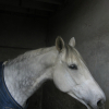 Photo de Iris