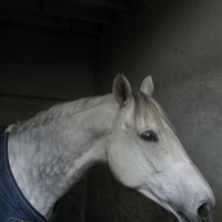 Photo de profil de Iris