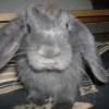 Photo de Dumbo