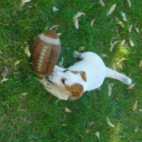 Photo de profil de Dixie