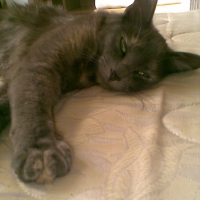 Photo de profil de Luna
