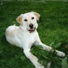 Photo de Tuco