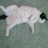 Photo de Othello
