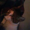 Photo de Schoupette