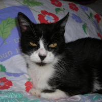 Photo de profil de Babine