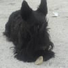 Photo de Afghane des perles rares