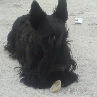 Photo de profil de Afghane des perles rares