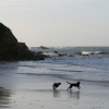 Photo de Rantanplan