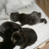 Photo de Les 4 chatons