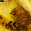 Photo de Babouche