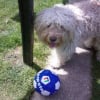 Photo de Toby, Curly Coated Retriever