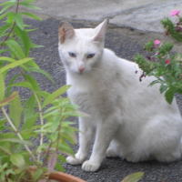 Photo de profil de Coco