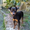Photo de Guizmo, Pinscher Nain