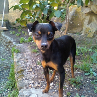 Photo de profil de Guizmo