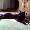Photo de All black
