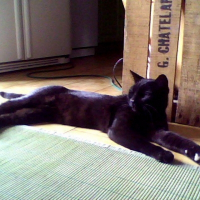 Photo de profil de All black