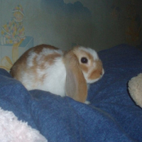Photo de profil de Noisette