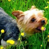 Photo de Zira