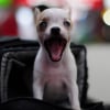 Photo de Apple