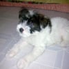 Photo de Mikie