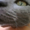 Photo de Cocotte