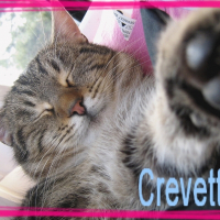 Photo de profil de Crevette