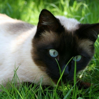 Photo de profil de Framboise