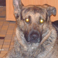 Photo de profil de Shahruk