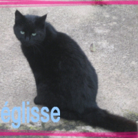 Photo de profil de Réglisse