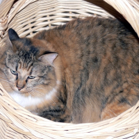 Photo de profil de Teica