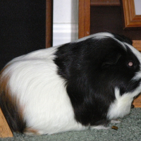 Photo de profil de Squeaky
