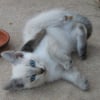 Photo de Pepette