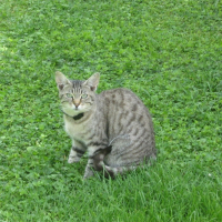 Photo de profil de Ciboulette