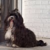 Photo de Louna, Lhassa Apso